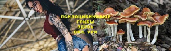 крисы Баксан